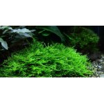 Taxiphyllum sp. Spiky Moss – Zbozi.Blesk.cz