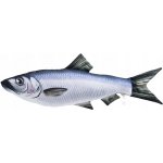 Gaby Sleď obecný mini (clupea harengus) polštář 37 – Zboží Dáma