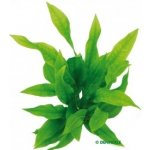 Echinodorus parviflorus - Šípatkovec malokvětý – HobbyKompas.cz Echinodorus parviflorus - Šípatkovec malokvětý – HobbyKompas.cz