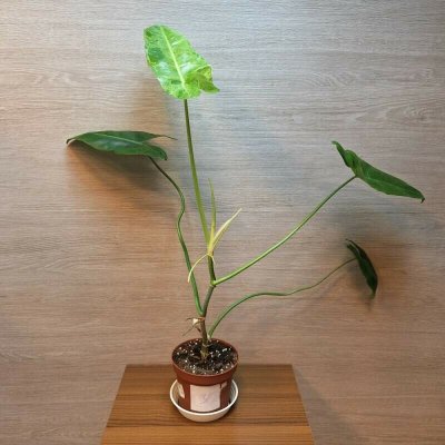 Philodendron Paraiso Verde č3 – Zboží Dáma