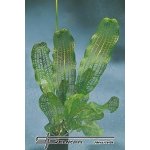 Aponogeton madagascariensis - Kalatka mřížovitá – Zboží Dáma
