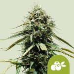 Royal Queen Seeds Haze Berry AUTO semena neobsahuji THC 1 ks – Zboží Dáma