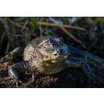 Úžasná VIP prohlídka s krmením krokodýlů v Krokodýlí ZOO Praha – Hledejceny.cz