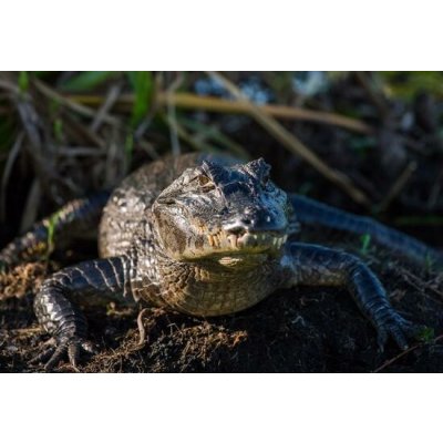 Úžasná VIP prohlídka s krmením krokodýlů v Krokodýlí ZOO Praha – Hledejceny.cz