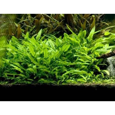 Cryptocoryne walkeri lutea – Sleviste.cz