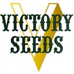 Victory Seeds Blow Dream semena neobsahují THC 5 ks – Zboží Dáma