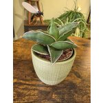 Sansevieria Ehrenbergii – Hledejceny.cz