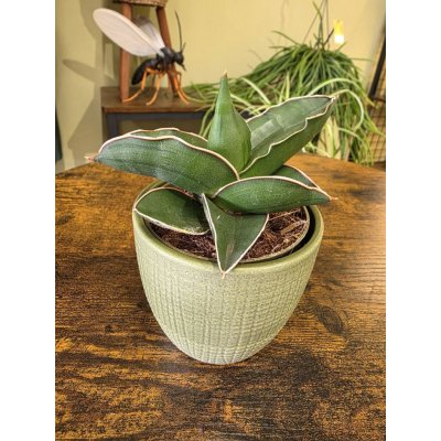 Sansevieria Ehrenbergii – Hledejceny.cz