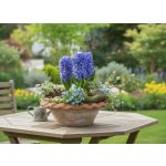 Sadbový set hyacint Produkty: Hyacint 'Delft Blue' – Hledejceny.cz