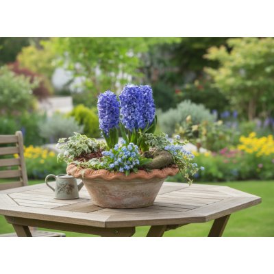 Sadbový set hyacint Produkty: Hyacint 'Delft Blue' – Hledejceny.cz