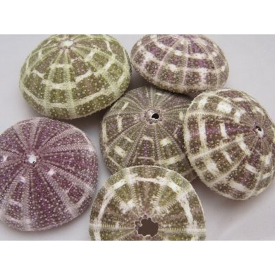 Dijk Natural Collection Alfonso urchin 1 ks – Sleviste.cz