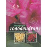 Stálezelené rododendrony – Hledejceny.cz