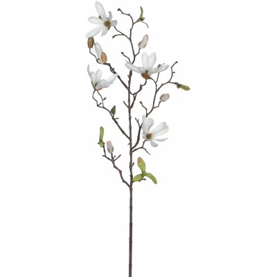 Magnolie bílá vl75 cm (A100912)