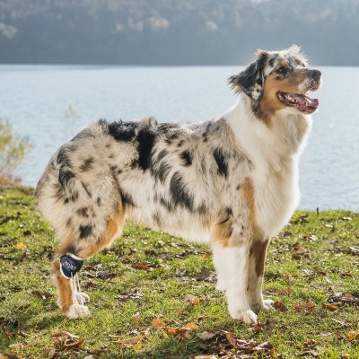 Balto- Korekce chůdze pro psy (podpora hyperflexionálneho phalanx) L