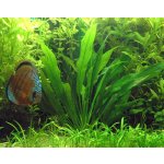 Echinodorus amazonicus - Šípatkovec amazonský – Zboží Dáma