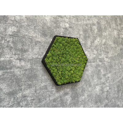 Mia Moss decoration - MECHOVÝ OBRAZ - hexagon 31x31cm sobí mech – Zboží Mobilmania