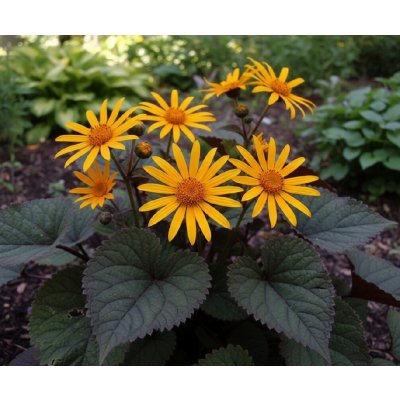 Popelivka zoubkovaná 'Desdemona' 1 ks – Hledejceny.cz