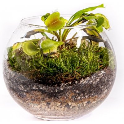 Gardners Skleněná váza boule - osázené Dionaea Mucholapka podivná – Zboží Dáma