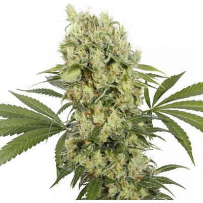 Medikit - Buddha Seeds ks: 3