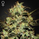 Green House Seeds Moby Dick semena neobsahují THC 3 ks – Zboží Dáma