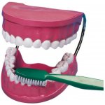 Vzdělávací sada Velký model pro dentální péči – Hledejceny.cz