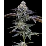 Barney´s Farm Blue Dream semena neobsahují THC 3 ks – Hledejceny.cz