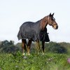 Deka na koně Riding World Deka lehká výběhová Oxford černá