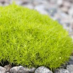 GREENBOSS FLOWER Úrazník "Moss Lime" – Zboží Dáma
