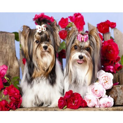Norimpex Diamantové malování Pejsci v růžích 30 x 40 cm – Sleviste.cz