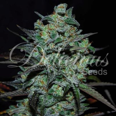 Delicious Seeds Northern Light Blue THC Free semena neobsahují THC 10 ks – Zboží Dáma