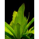 Akvarijní rostliny Echinodorus major - Štípatkovec velký