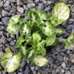 Syngonium pixie – Zbozi.Blesk.cz