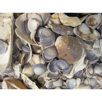 Dijk Natural Collection Mušle Shell mix 820 g – Zboží Mobilmania