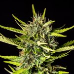 Kannabia Seeds Strawberry Haze AUTO semena neobsahují THC 3 ks – Zboží Dáma