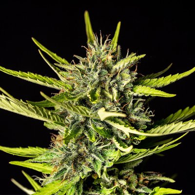 Kannabia Seeds Strawberry Haze AUTO semena neobsahují THC 3 ks – Zboží Dáma