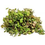 Phylanthus fluitans – Sleviste.cz