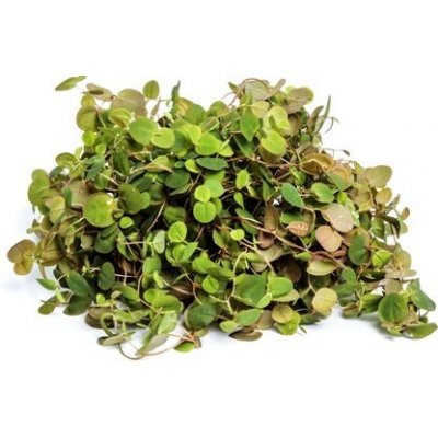 Phylanthus fluitans – Sleviste.cz