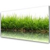 Obraz akrylový obraz Tráva Voda Příroda Rostlina 100x50 cm