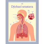 Dýchací soustava 1000 × 1400 mm - výukový plakát – Zboží Dáma