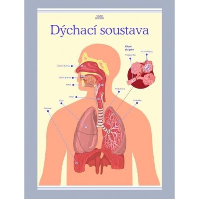 Dýchací soustava 1000 × 1400 mm - výukový plakát – Zboží Dáma
