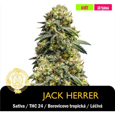 Drskunk Jack Herer Feminizováno semena neobsahují THC 1 ks – Hledejceny.cz