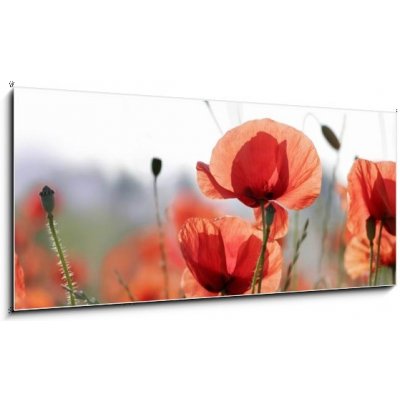 Skleněný obraz 1D panorama - 120 x 50 cm - mohnblumen vlčí máky – Zboží Mobilmania