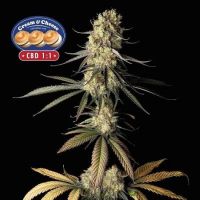 Seedsman Cream & Cheese CBD 1:1 semena neobsahují THC 100 ks – Sleviste.cz