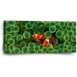 Sablio Obraz Klaun očkatý - 110x50 cm – Hledejceny.cz