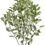 PITTOSPORUM NIGRA 150g – Zboží Dáma
