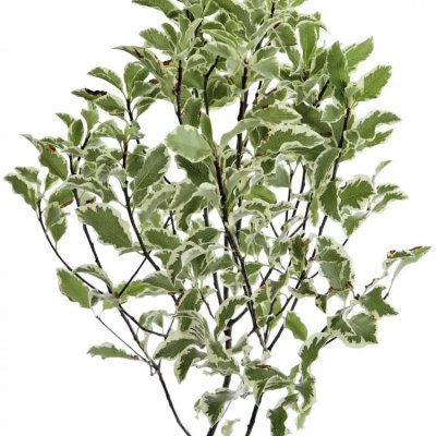 PITTOSPORUM NIGRA 150g – Zboží Dáma