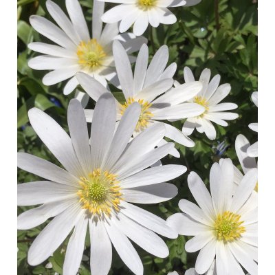 Sasanka vábná White Splendour - Anemone blanda - hlízy sasanek - 3 ks