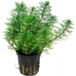 Myriophyllum mattogrossense – Hledejceny.cz