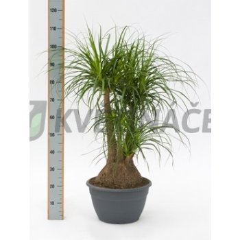 Beaucarnea recurvata 35x90cm