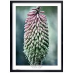 Tradag Rámeček Natura černý 50x70 – Zboží Mobilmania